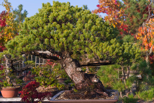 Amazing beauty of old bonsai, Pine Japanese White, Pinus Pentaphylla. Two hundred years old spectacular bonsai.  tray planting, pronounced boɰ̃sai Japanese, Chinese art penjing or penzai.