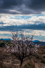 Fototapeta na wymiar At the end of January, the almond blossom blooms in Alicante, Spain