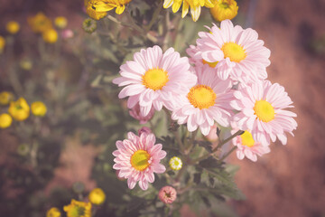 Beautiful pink chrysanthemum flower background