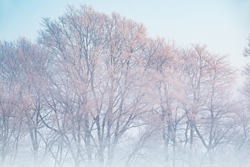 Hoarfrost encases a forest of bare trees on a frigid winter morning at sunrise, Michigan, USA