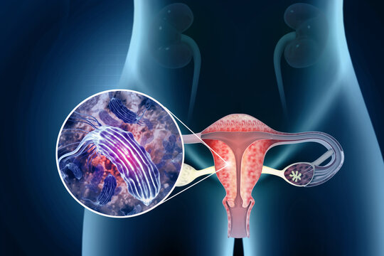 "Urinary System" Bilder – Durchsuchen 8,227 Archivfotos, Vektorgrafiken ...