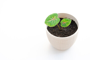 A young Caladium bicolor with striking foliage in variegated combinations of green and pink is planted in a little beige pot on white background.