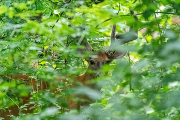 A male white-tailed deer (Odocoileus virginianus) with large antlers in velvet is barely visible through the green leaves of the forest.