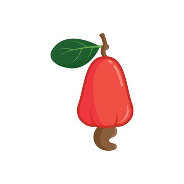 cashew nut vector illustration concept design
