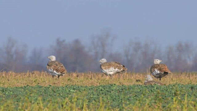 Great bustards on a field in winter