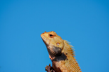 Oriental Garden Lizard against blue background