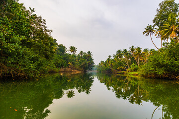 Fototapeta na wymiar Lush greenery with Palm trees or Coconut trees and Backwater A Shot from Kerala India