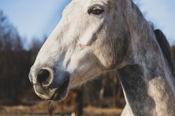 Close up portrait of a horse's head, detail. Against the background of the forest