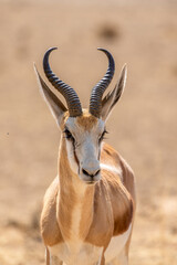 Springbok in the Kgalagadi