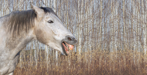 Head portrait of a beautiful gray horse on the background of a birch forest. Funny yawning horse on the meadow. Banner. Relaxed, calm, no stress