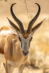 Springbok in the Kgalagadi
