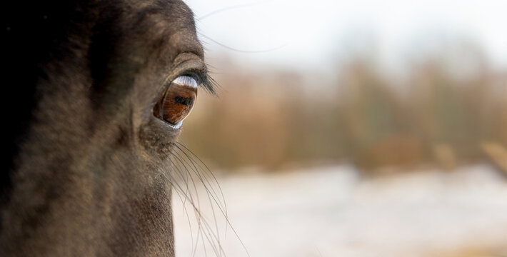 Close up portrait of a horse against the backdrop of winter trees. Banner, background with copy space