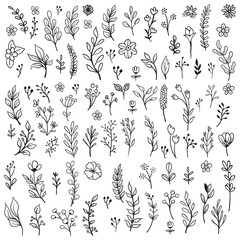 Floral doodle ornaments, hand drawn illustrations of branches and leaves. Nature decorative drawings.