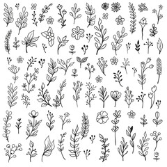 Floral doodle ornaments, hand drawn illustrations of branches and leaves. Nature decorative drawings.