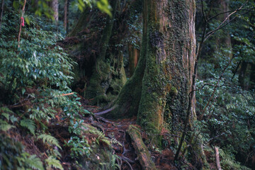 Winter Yaskuhima forest in Kyusyu Japan(World Heritage in Japan)