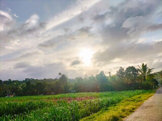 Obraz premium field and blue sky
