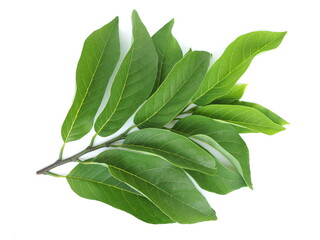 Annona leaves, Thai fruit tree are used for spraying insect pests and eliminating lice. closeup...