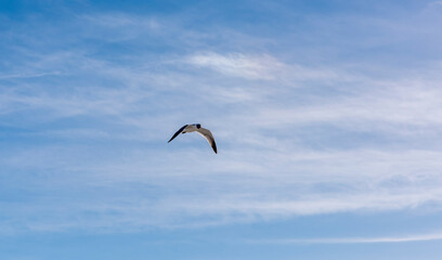 Adult breeding laughing gull (Leucophaeus atricilla) in flight against a cloudy sky in Florida, USA.