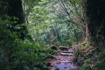 Obraz premium Winter Yaskuhima forest in Kyusyu Japan(World Heritage in Japan)