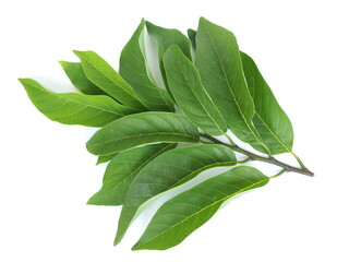 Annona leaves on a white background. closeup photo, blurred.