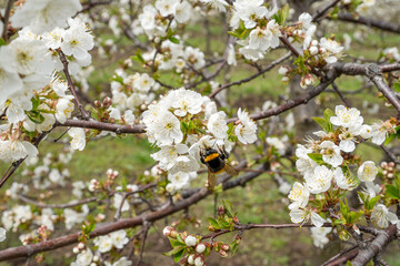 Close up on cherry tree branches in bloom white flowers blossom with bee doing pollination