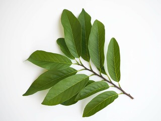 Annona fruit leaves selective focus on white background. closeup photo, blurred.