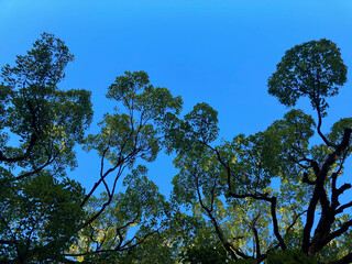 森と空