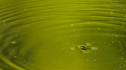 Ein Wasserläufer im Abendlicht auf einem Teich!