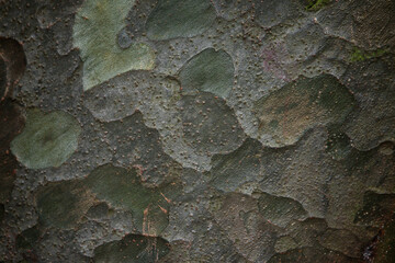 Decorative pattern on the bark of pine in shades of green