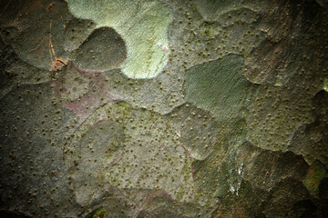 Decorative pattern on the bark of pine in shades of green