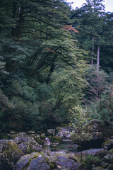 Winter Yaskuhima forest in Kyusyu Japan(World Heritage in Japan)