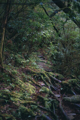 Winter Yaskuhima forest in Kyusyu Japan(World Heritage in Japan)