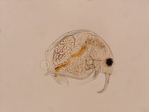 Cladocera (water flea) under a light microscope 