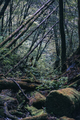 Winter Yaskuhima forest in Kyusyu Japan(World Heritage in Japan)