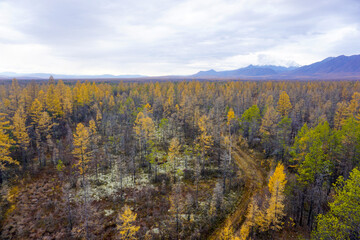 Taiga in autumn in the Trans Baikal Territory