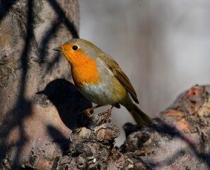 robin in the snow