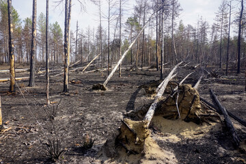 Old burnt trees in the taiga