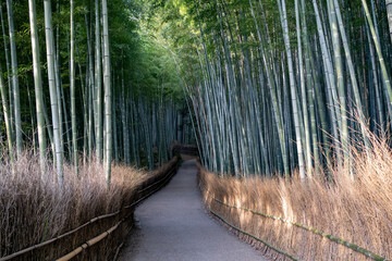Arashiyama Bamboo Forrest, Kyoto Japan