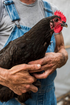 Urban farmer holding a Rhode island Red chicken