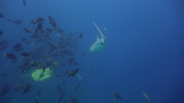 Shark. Fascinating diving off the coast of the Maldives archipelago.