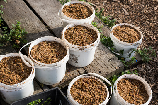 Spent Brewery Grains And Hops Repurposed To Feed Chickens At Urban Farm.