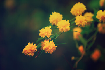 Summer yellow flowers