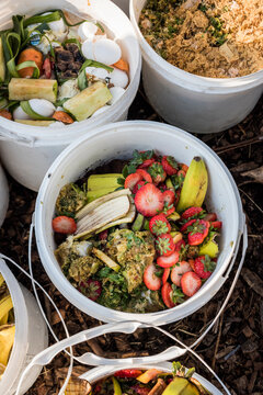 Food waste from local restaurants being repurposed as chicken feed for an urban farm