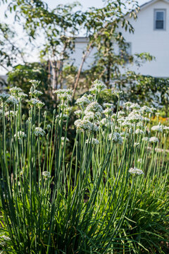 Garlic chives growing in an urban garden
