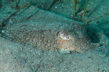 Cuttlefish on the sand at the bottom of the sea