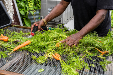 Urban Farmer washing harvested carrots