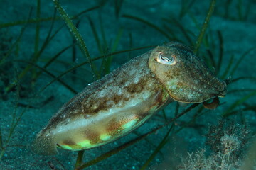 Cuttlefish on the sand at the bottom of the sea