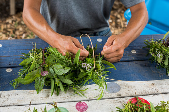 Bundles of freshly harvested herbs being tied