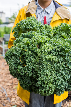 Urban farmer holding a bouquet of bunches of kale