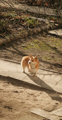 Beautiful corgi dog looking ahead and waiting for the treats.